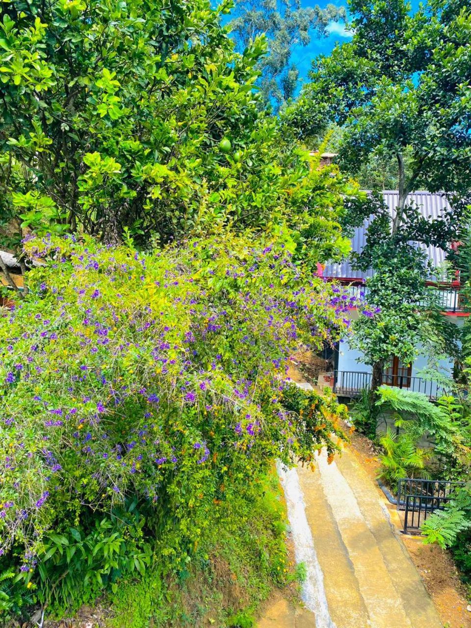 Cloudy Hill Cottage エッラ エクステリア 写真